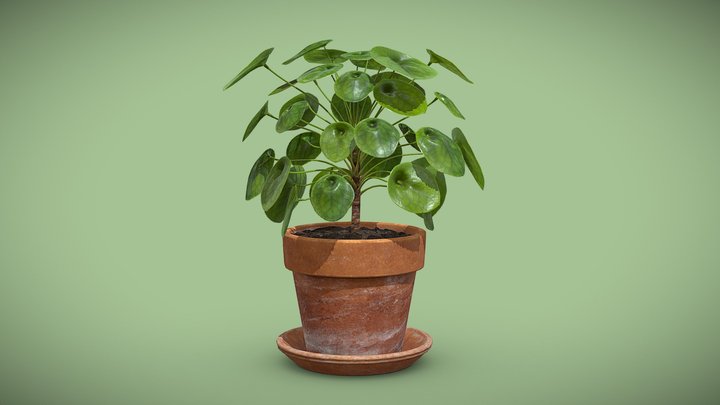 [FREE] Pilea Peperomioides Terracotta pot 3D Model