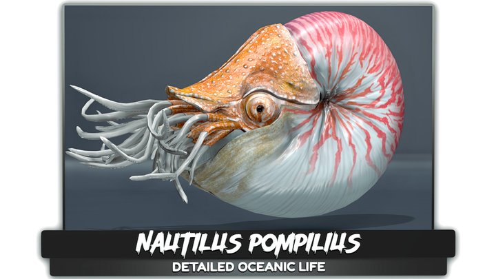 Nautilus Pompilius - Nemo Shell Mollusk - #44 3D Model