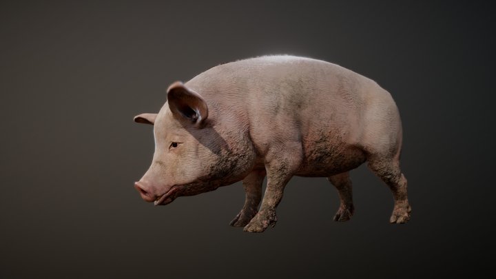 PIG ANIMATIONS 3D Model